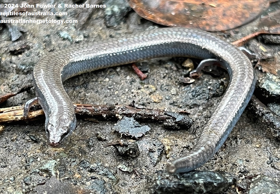 Adult Yellow-bellied Three-toed Skink (Saiphos equalis) witj a damaged tail photographed at Northmead, NSW (notice the very short toes)