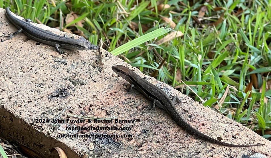 These Common Grass Skinks (Lampropholis guichenoti) were photographed at Northmead, NSW