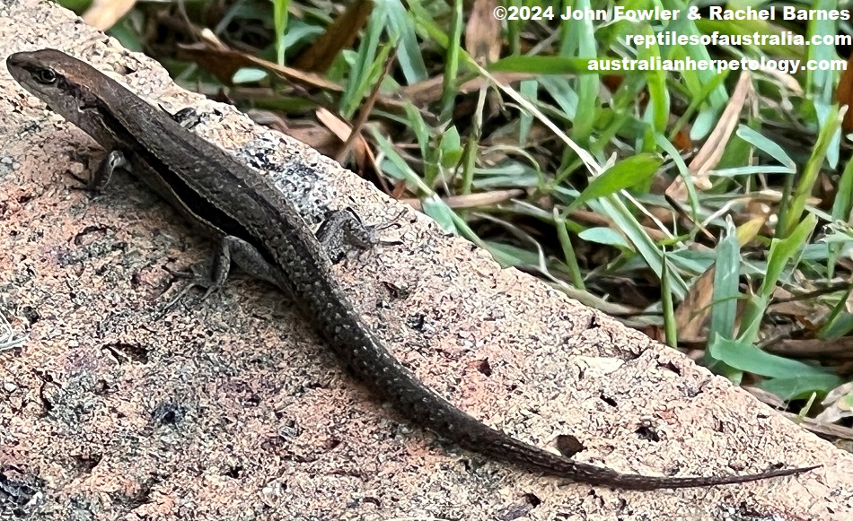 This Common Grass Skink (Lampropholis guichenoti) was photographed at Northmead, NSW