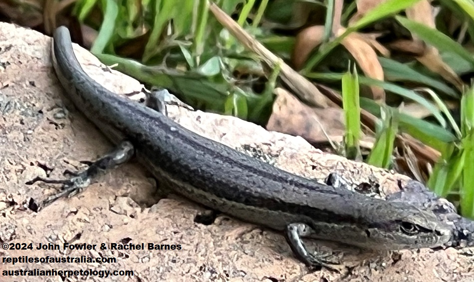 This Common Grass Skink (Lampropholis guichenoti) was photographed at Northmead, NSW