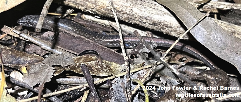 Weasel Skink (Saproscincus mustelinus) photographed at Winston Hills_NSW