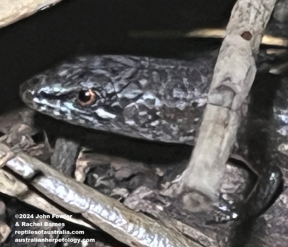 Weasel Skink (Saproscincus mustelinus) photographed at Winston Hills_NSW