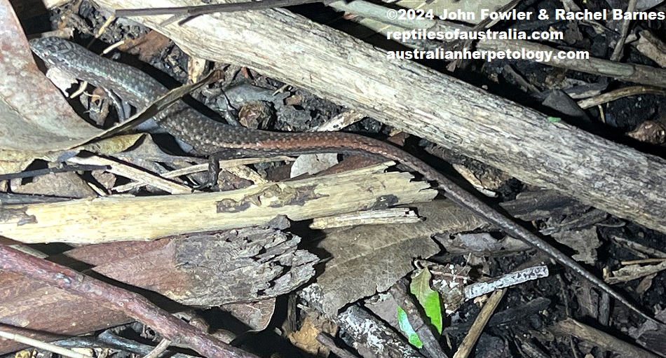 Weasel Skink (Saproscincus mustelinus) photographed at Winston Hills_NSW