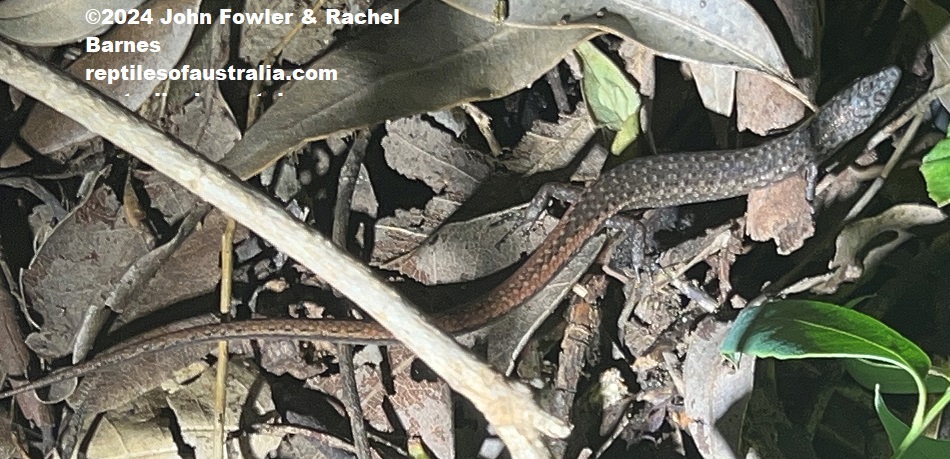 Weasel Skink (Saproscincus mustelinus) photographed at Winston Hills_NSW