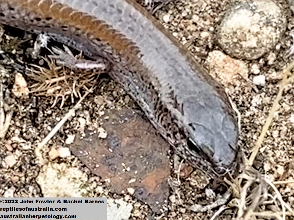 Peron's Earless Skink from east of Mannum SA