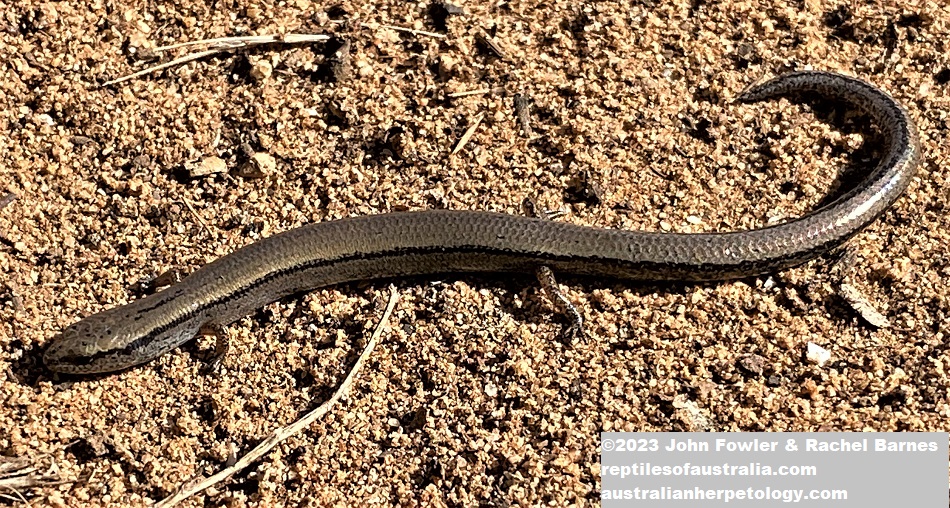 Three Toed Earless Skink (Hemiergis decresiensis continentis) photographed photographed north of Mannum, SA