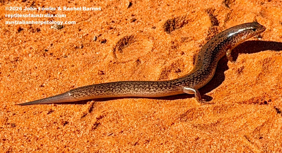 Northern Bar-lipped Skink (Eremiuscincus isolepis) photographed in Broome,WA