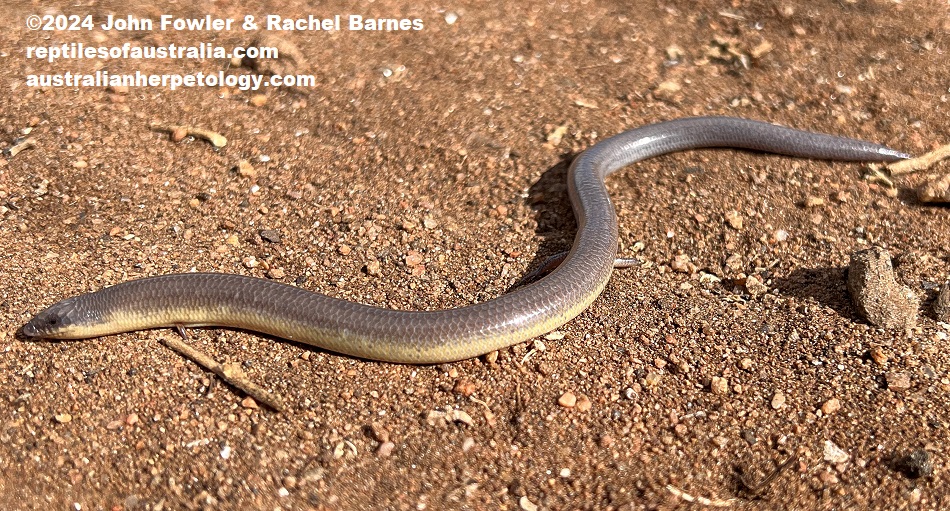 Eastern Robust Slider (Lerista punctatovittata) photographed at Murray Bridge, South Australia