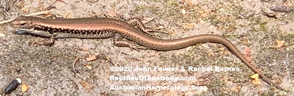 Southern water skink Eulamprus tympanum tympanum