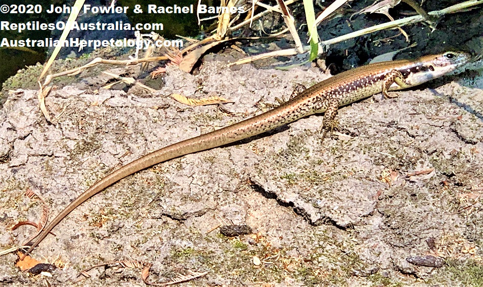 Southern water skink Eulamprus tympanum tympanum