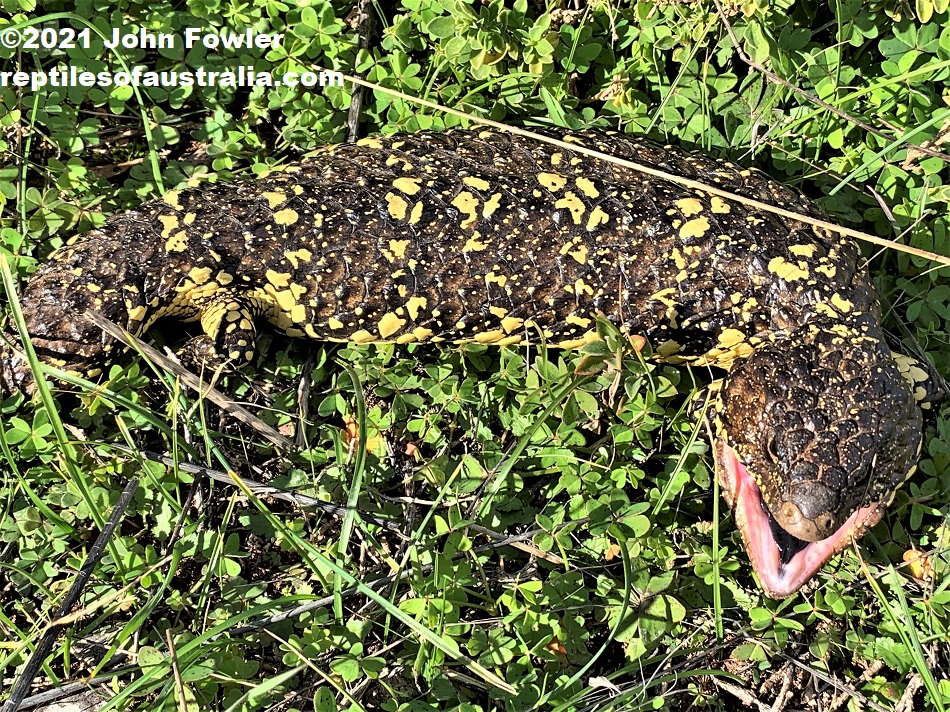 This yellow patterned baby Common/Eastern Shingleback (Tiliqua rugosa aspera) was photographed basking on the side of a track in the middle of winter, in Monarto Forest Reserve