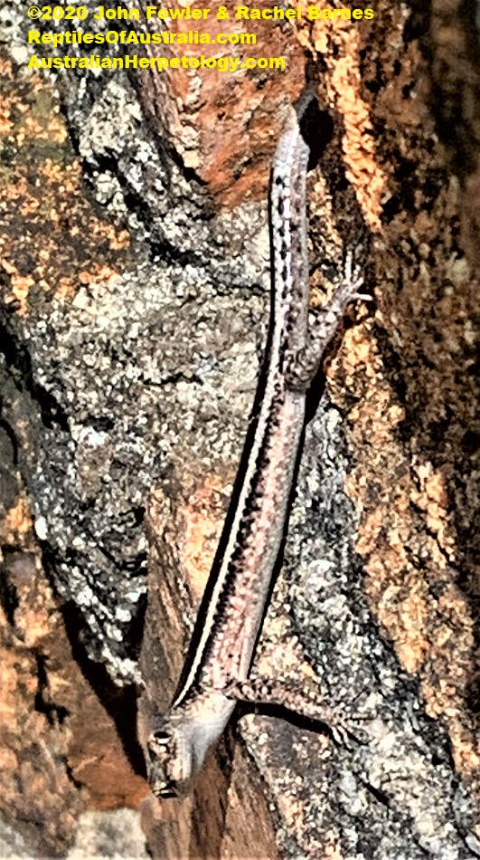 Elegant Snake-eyed Skink Cryptoblepharus pulcher pulcher 