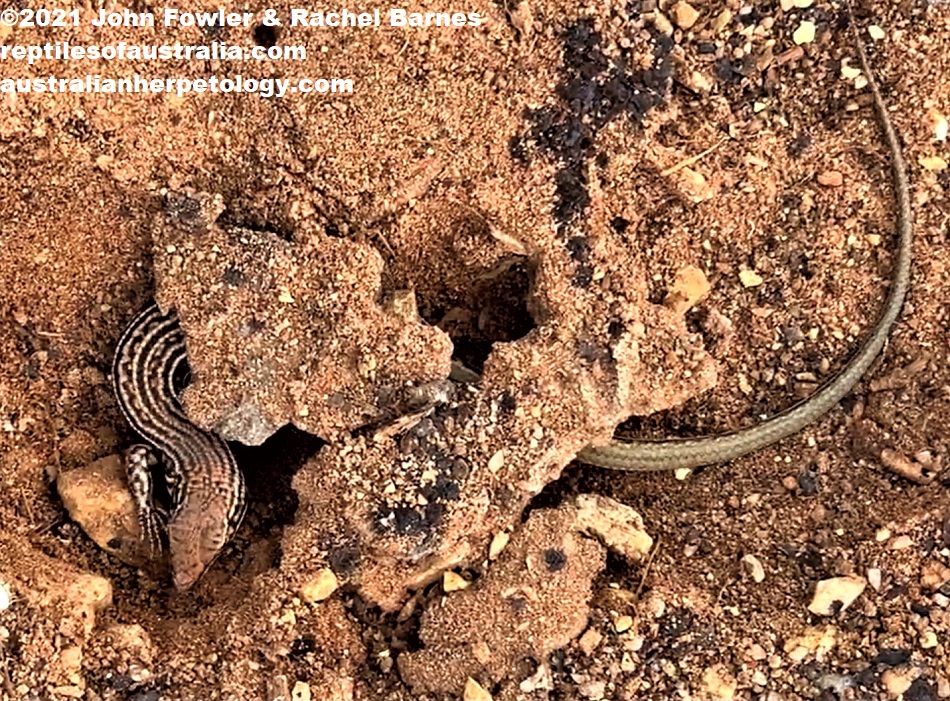 This Eastern Ctenotus (Ctenotus orientalis) was photographed at Loch Luna in the Riverland of South Australia