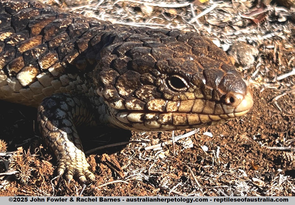 Adult Common/Eastern Shingleback (Tiliqua rugosa aspera) from near Ettrick Conservation Park, SA