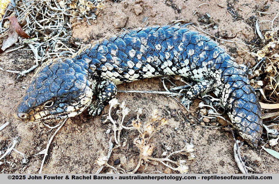 Adult Common/Eastern Shingleback (Tiliqua rugosa aspera) from near Ettrick Conservation Park, SA