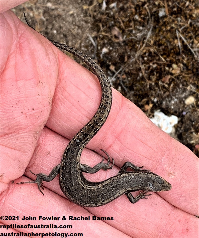 Adult Shrubland Morethia Skink (Morethia obscura) photographed at Innes National Park, York Peninsula, South Australia