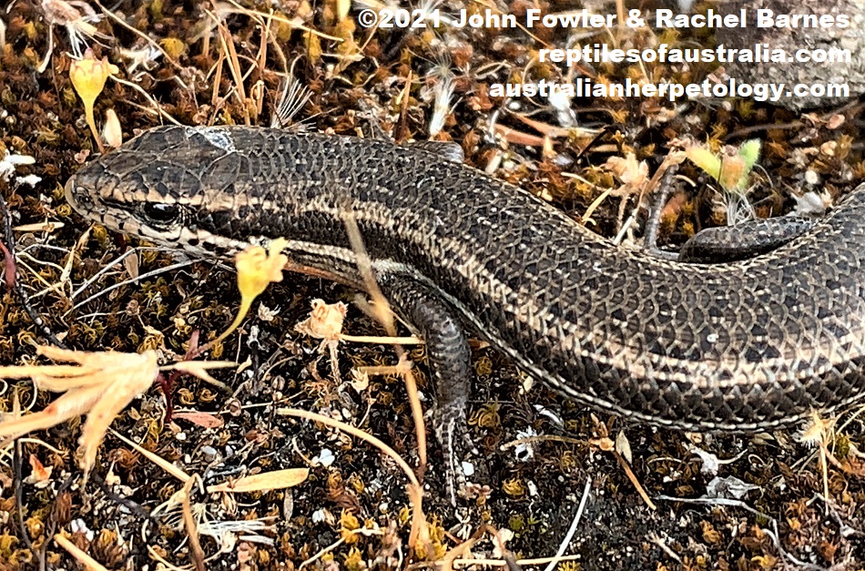 Adult Shrubland Morethia Skink (Morethia obscura) photographed at Innes National Park, York Peninsula, South Australia