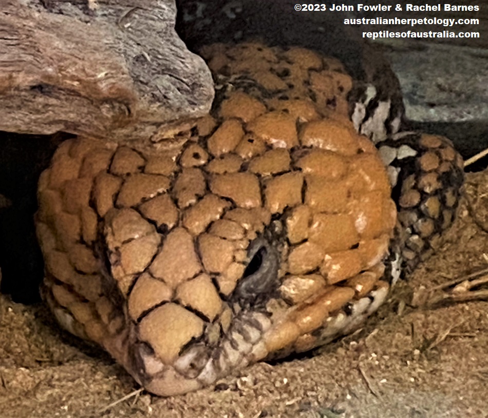 Western Shingleback (Tiliqua rugosa rugosa)photographed at Snakes Downunder Reptile Park & Zoo, Childers, Qld.