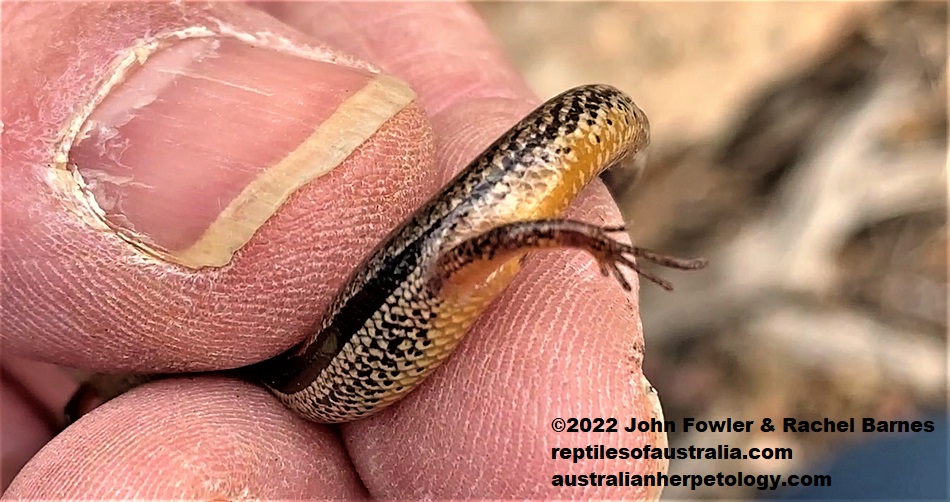 The Bougainville's Skink (Lerista bougainvillii) above showing 5 toes on its front foot was photographed at Gawler Belt near Adelaide, South Australia