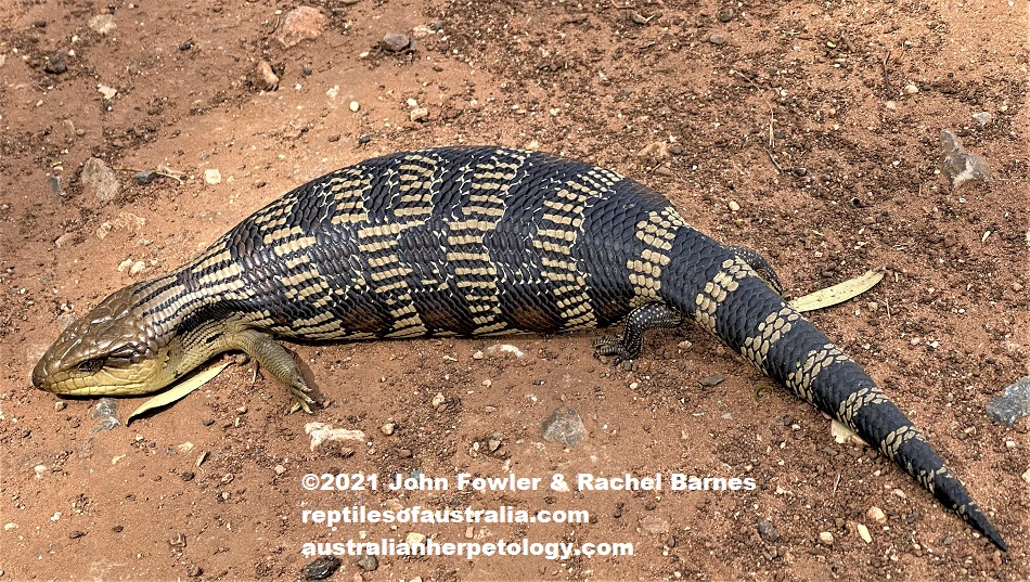 This Eastern Bluetongue (Tiliqua scincoides scincoides) was photographed at Gawler Belt, SA.
