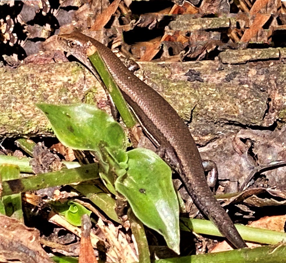 Dark-flecked Garden Sunskink (Lampropholis delicata) photographed at Maleny, Queensland