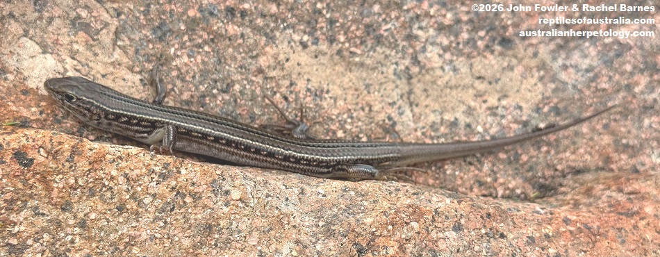 Spalding's Skink (Ctenotus spaldingi)with full tail photographed at Mt. Monster, South Australia
