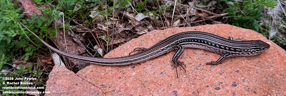 Spalding's Skink (Ctenotus spaldingi)with full tail photographed at Mt. Monster, South Australia