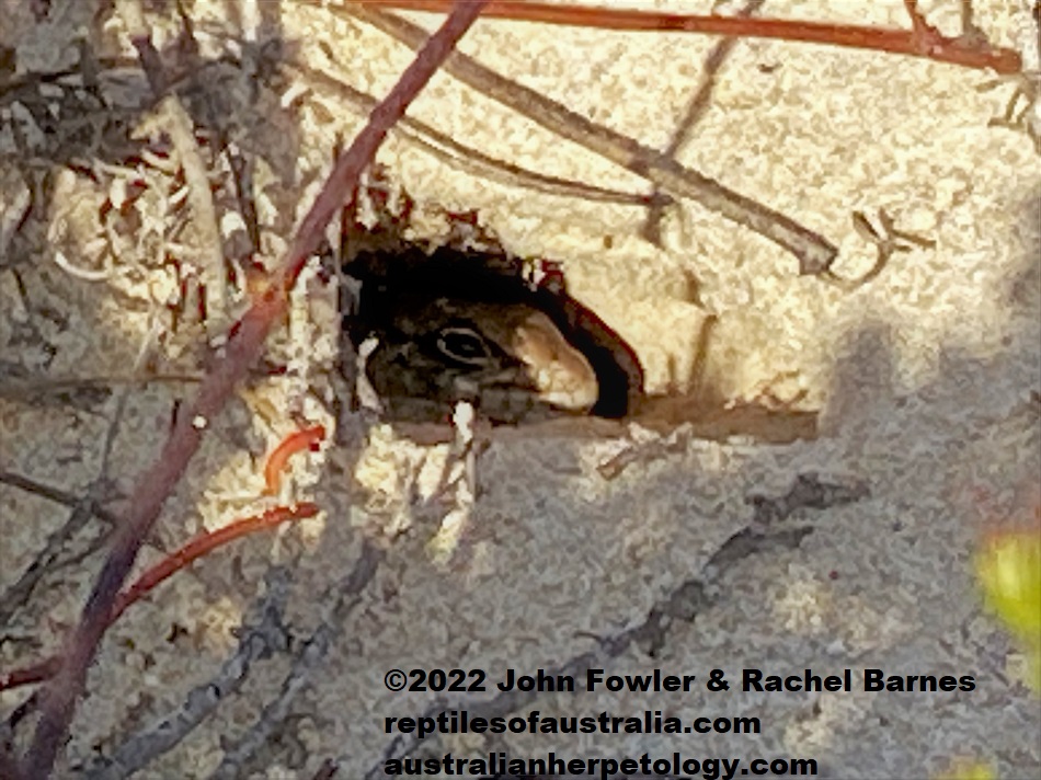 Bull Skink waiting at the entrance to its burrow (Liopholis multiscutata) Coffin Bay, South Australia