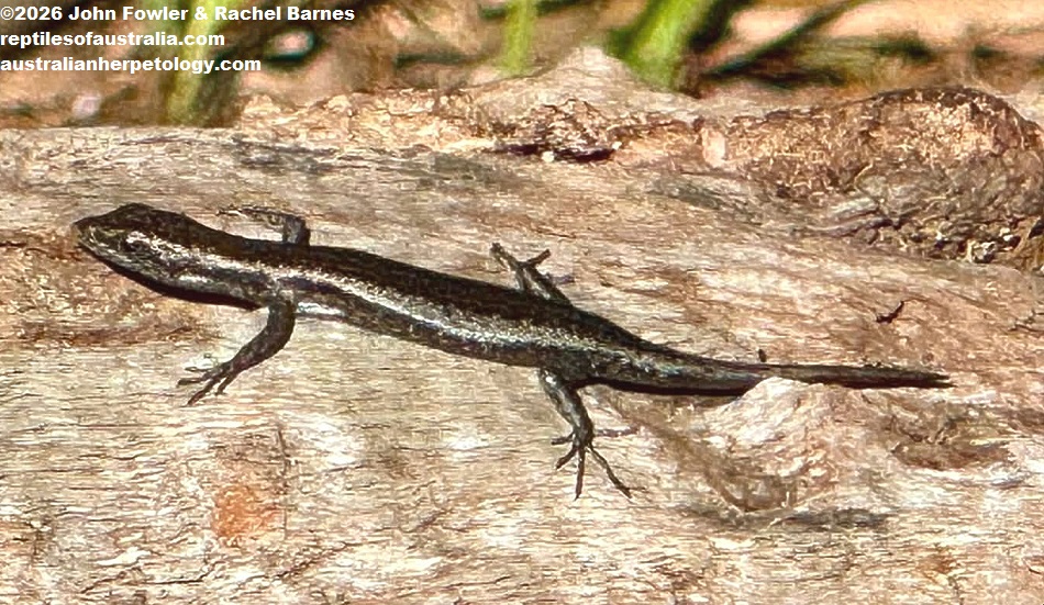 Buchanan's Snake-eyed Skink (Cryptoblepharus buchananii) Photographed at Kings Park, Perth, WA