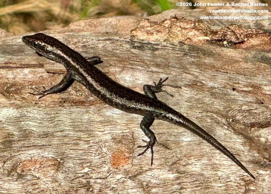 Buchanan's Snake-eyed Skink (Cryptoblepharus buchananii) Photographed at Kings Park, Perth, WA