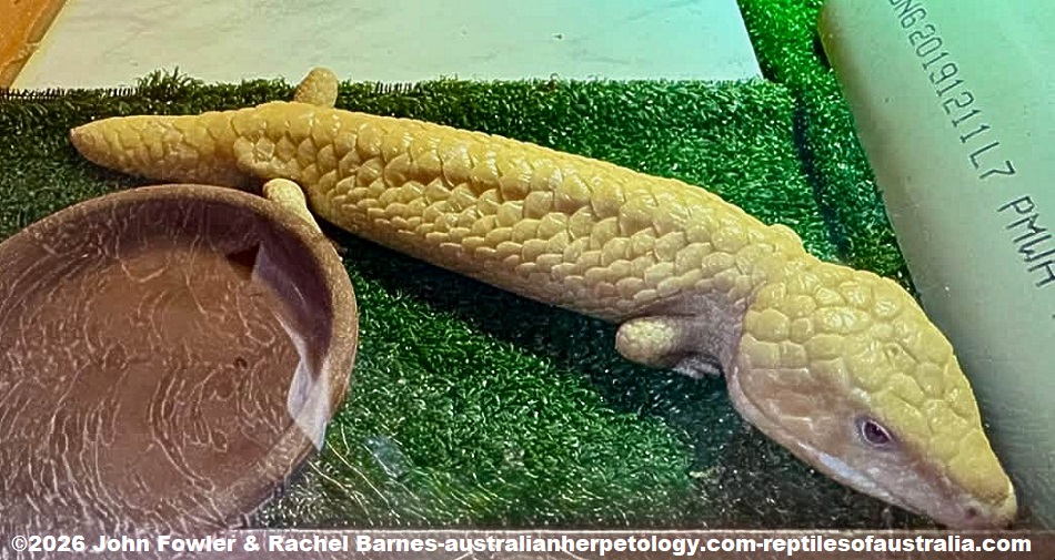 Albino Western Shingleback (Tiliqua rugosa rugosa) photographed at the Armadale Reptile Centre, WA