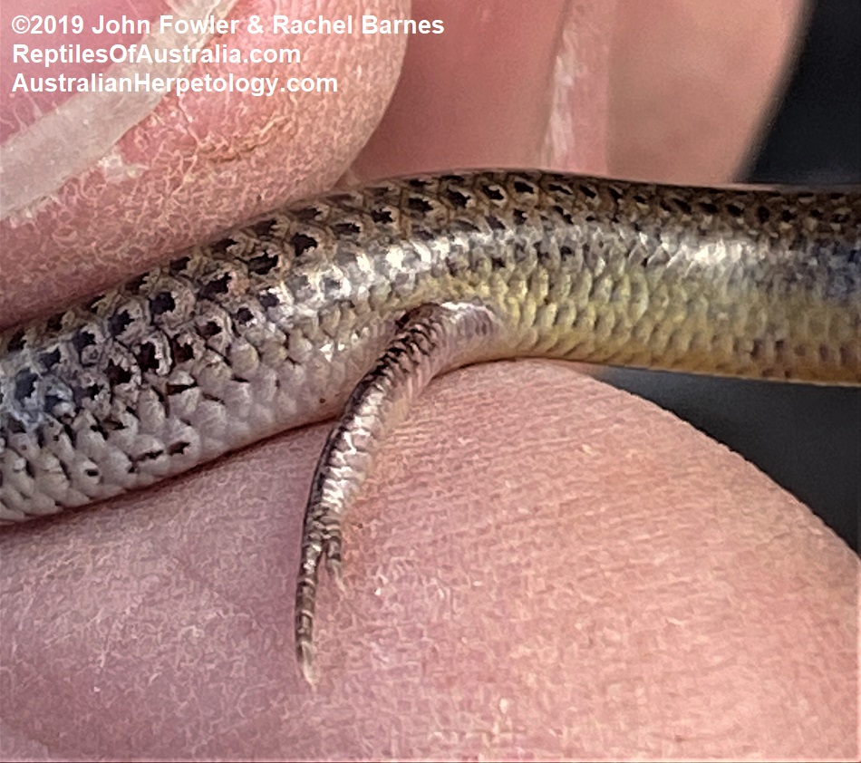 Eastern Robust Slider Lerista punctatovittata