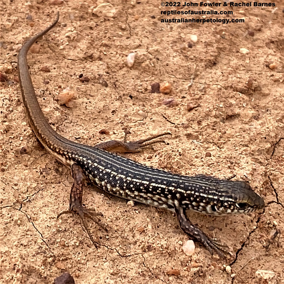 Young Eastern Ctenotus (Ctenotus orientalis) photographed near Mt. Mary in South Australia