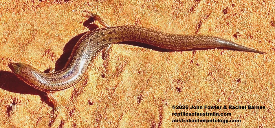 Northern Bar-lipped Skink (Eremiuscincus isolepis) photographed in Broome,WA