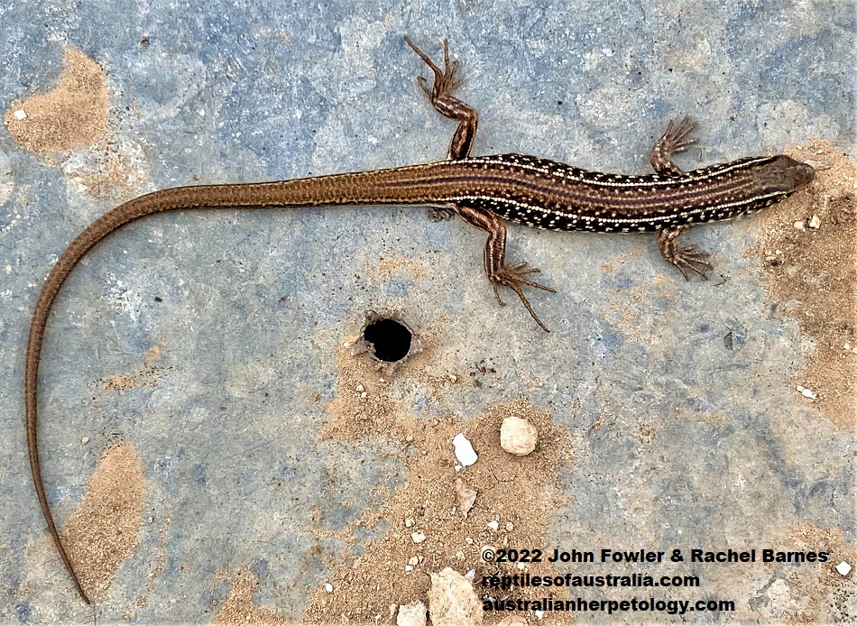 Eastern Ctenotus (Ctenotus orientalis) photographed at Blanchetown in South Australia