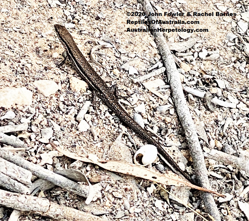 Shrubland Morethia Skink Morethia obscura