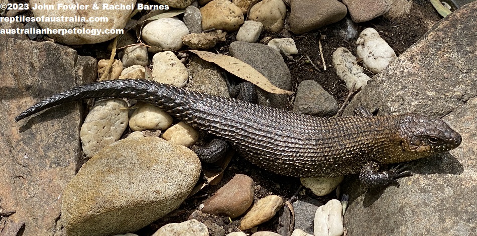 Cunningham's Skink (Egernia cunninghami cunninghami), photographed at the Gorge Wildlife Park, South Australia