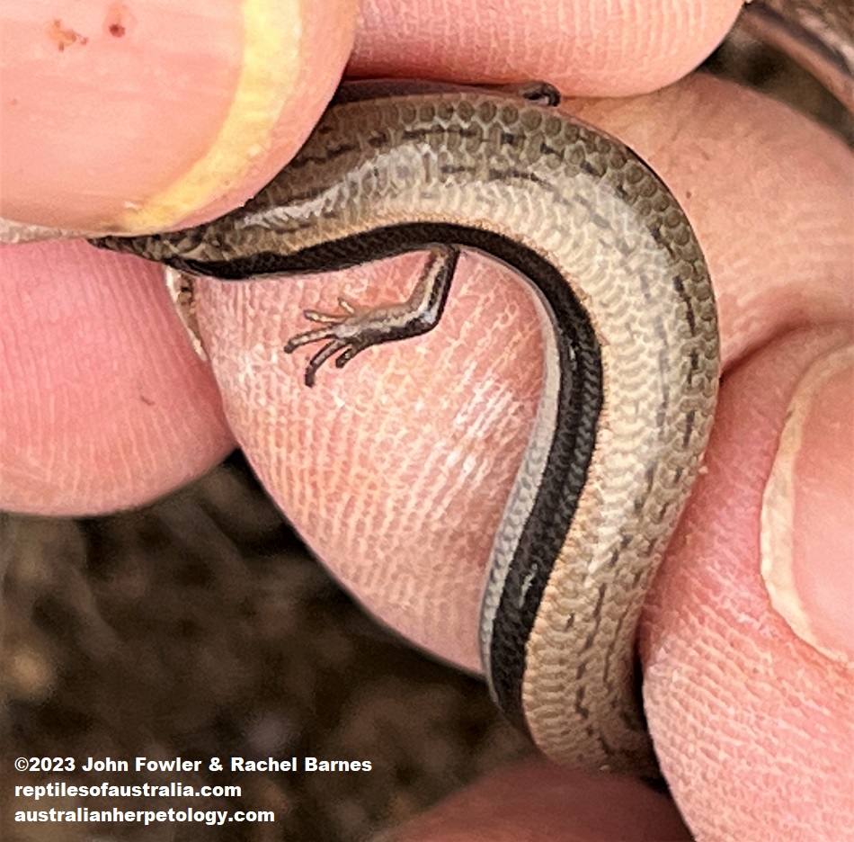 Bougainville's Skink (Lerista bougainvillii) from east of Mannum SA, showing its 5 toes on its front foot. 