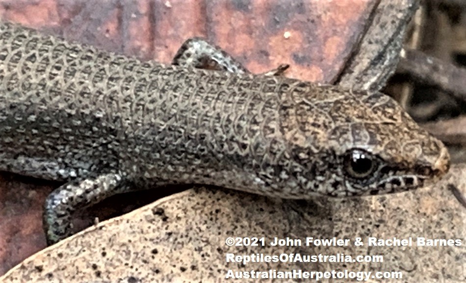 Iridescent Litter-skink (Lygisaurus foliorum) photographed at Whites Hill Reserve, near Brisbane, Qld