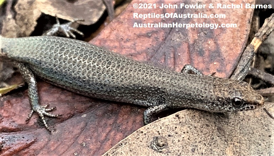 Iridescent Litter-skink (Lygisaurus foliorum) photographed at Whites Hill Reserve, near Brisbane, Qld