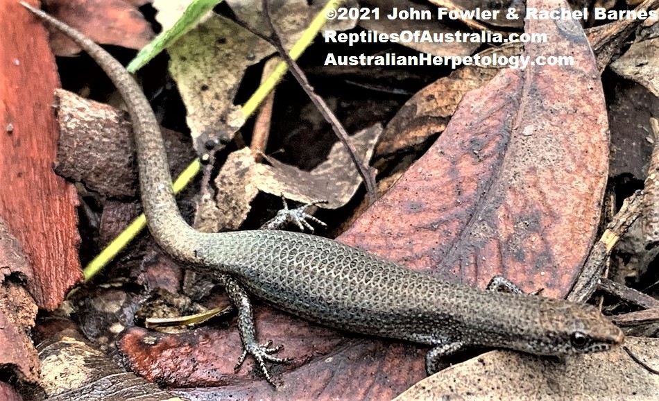 Iridescent Litter-skink (Lygisaurus foliorum) photographed at Whites Hill Reserve, near Brisbane, Qld