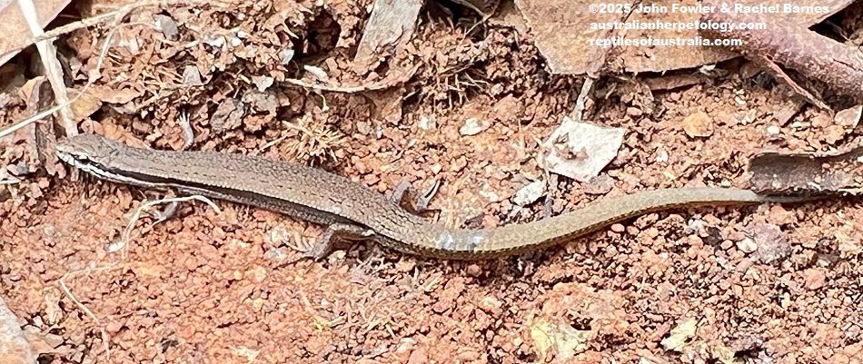 Common Dwarf Skink (Menetia greyii) photographed at Cobblers Creek, SA