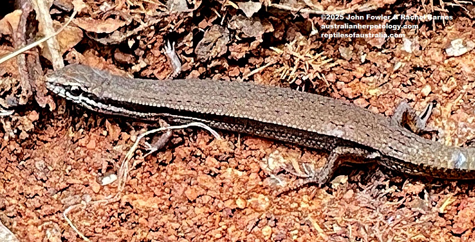 Common Dwarf Skink (Menetia greyii) photographed at Cobblers Creek, SA