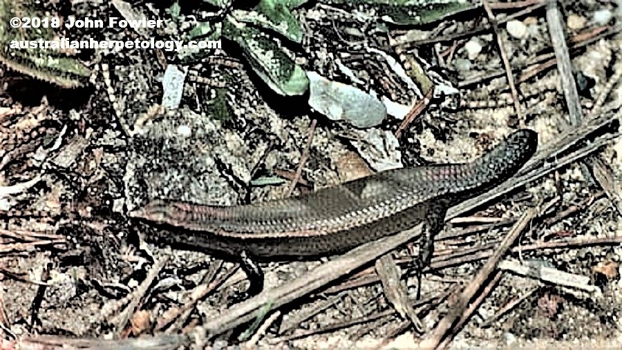 Dark-flecked Garden Sunskink Lampropholis delicata Reptiles of Australia 