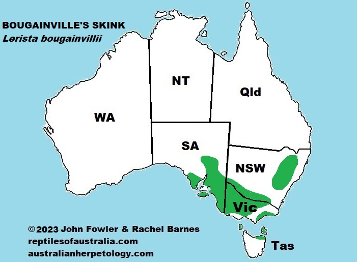 Approximate distribution of the Bougainville's Skink (Lerista bougainvillii)