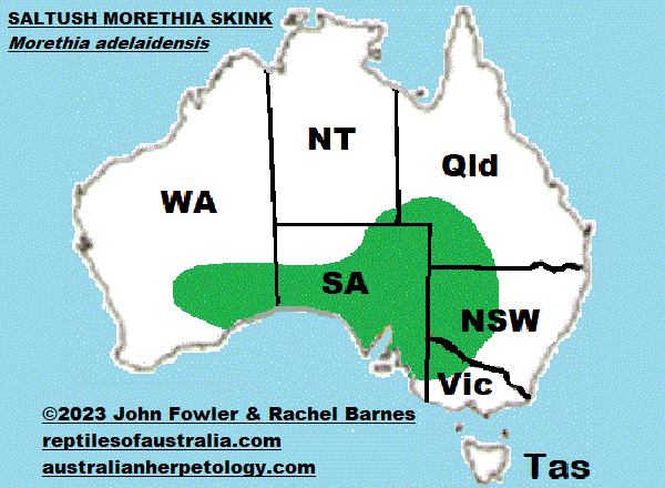 Approximate distribution of the Saltbush Morethia Skink (Morethia adelaidensis)