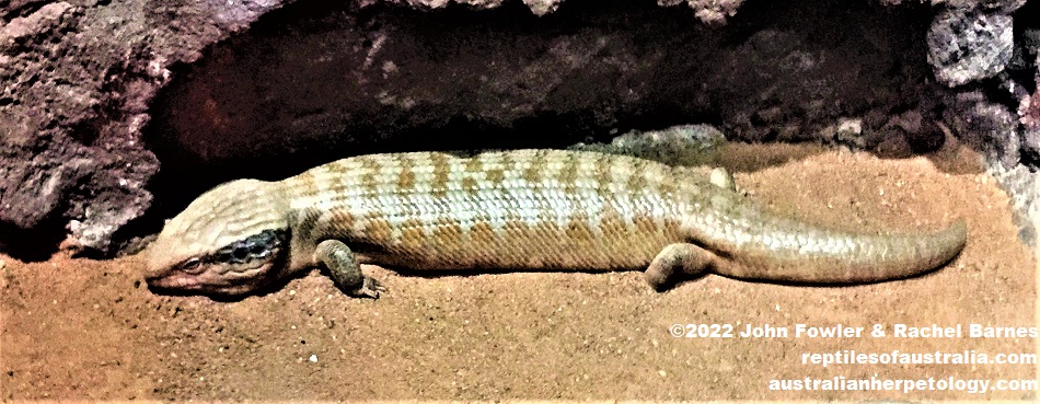 Captive Centralian Blue-Tongued Lizard (Tiliqua multifasciata) 