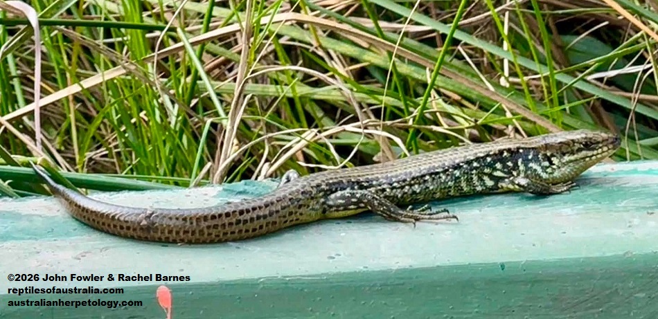 Western Mourning Skink (Lissolepis luctuosa) photographed at Big Swamp Parkland, Bunbury, WA