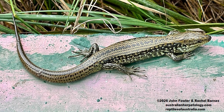 Western Mourning Skink (Lissolepis luctuosa) photographed at Big Swamp Parkland, Bunbury, WA