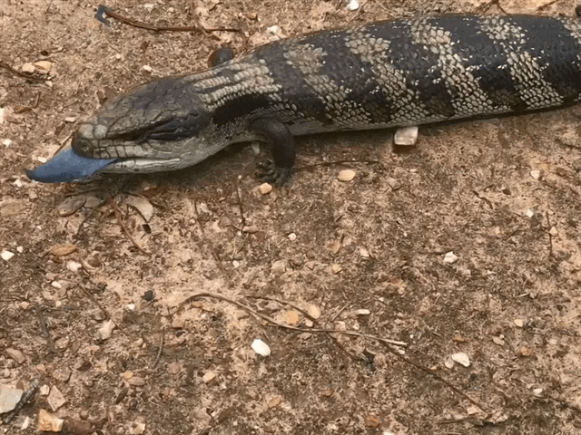 Tiliqua scincoides scincoides